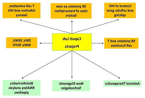 Caputi Lab Research Diagram